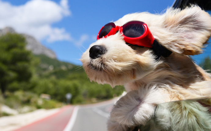 Cómo viajar con tu perro en carro